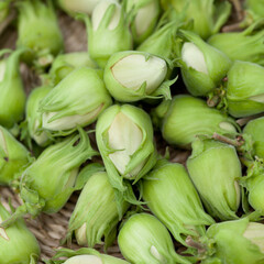 Hazelnut harvest - fresh, green hazelnuts on a gray wooden board background.