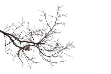 Natural large branch of old oak tree on transparent background