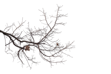 Natural large branch of old oak tree on transparent background