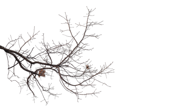 Natural large branch of old oak tree on transparent background