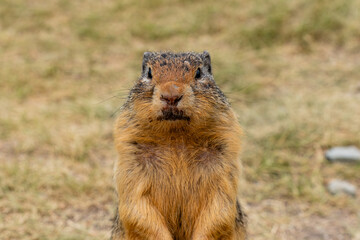 The European ground squirrel mammal animal meadows in western Canada