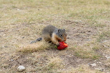 The European ground squirrel mammal animal meadows in western Canada