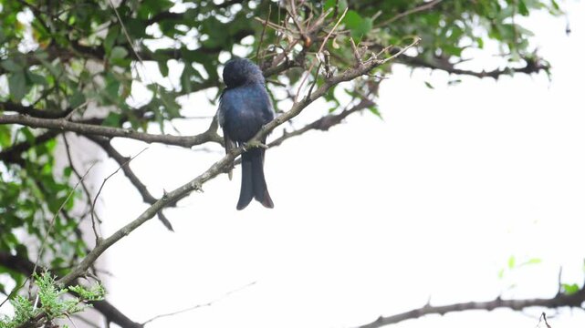 Fork-tailed Drongo preens chest feathers, perched on small branch below tree