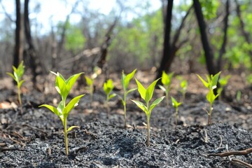 Bright green seedlings sprouting from charred earth in forest regrowth