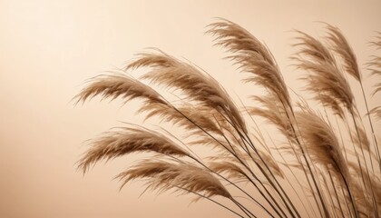 Soft Focus Pampas Grass on Beige Gradient