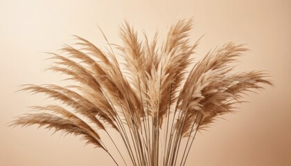 Fototapeta premium Soft Focus Pampas Grass on Beige Gradient