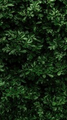 Fototapeta premium Lush green foliage background texture, nature backdrop for design
