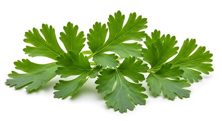 Parsley Leaves Fresh Herbs Closeup Studio Shot High Resolution