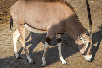 Oryx