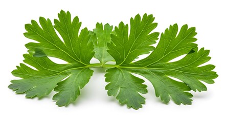 Fresh Parsley Leaves Close Up Studio Shot High Resolution