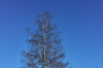 Winter birch tree by the village of Lena, Norway.