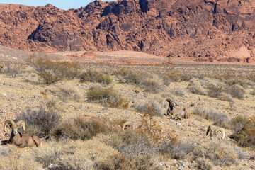 Desert Bighorn Sheep Rams in the Nevada Desert in Winter