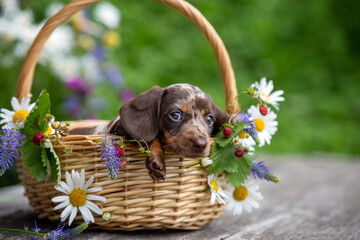 Brown marble miniature dachshunds puppy portrait in basket with flowers