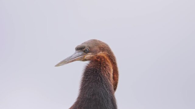 African Darter head and bendy neck preen then look all around. Closeup