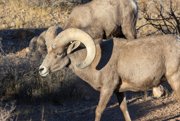 Desert Bighorn Sheep Rams in the Nevada Desert in Winter