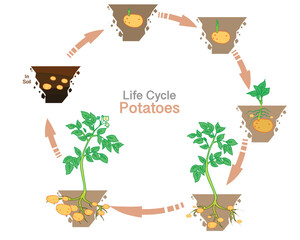Potatoes life cycle. Potato plant reproduction, growing steps. Vegetative asexual propagation in soil. Tubers develop from stolon, stems or roots, stages. Growth of eyes. Vector illustration