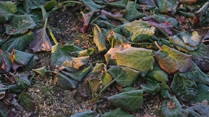 Withered Wilted Plants Damaged by Frost Covered in Hoarfrost