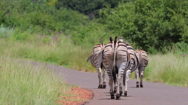 Herd of zebra walk away from camera along paved road in sweltering heat
