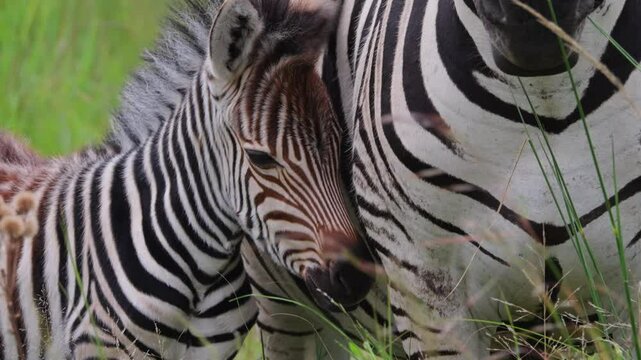 Zebra foal rubs head against mother's shoulder among green grass
