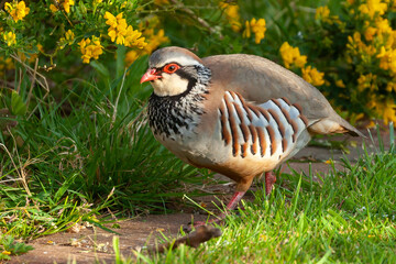 Red legged partridge close up walking in the garden
