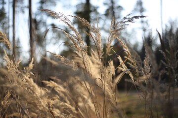 Fototapeta premium tall golden grass