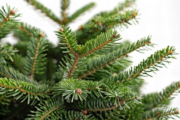 Christmas-Inspired Close-Up of Green Fir Tree Branch on White Background, Ideal for Holiday Designs and Decorations.