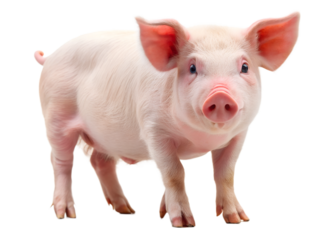 pink pig on white background