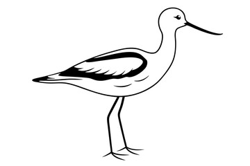 Obraz premium American Avocet Vector Art. Elegant Shorebird Illustration