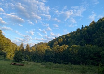 summer in the mountains
summer in the forrest