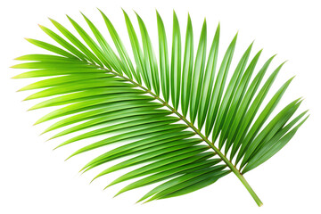 Obraz premium palm leaf isolated on white background