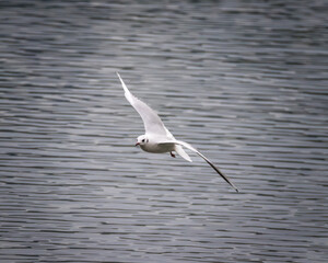 Moody Atmosphere at Lake Hallwil