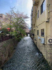 Narrow Canal with Cherry Blossoms and Urban Architecture
