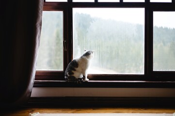 Cat gazes out the window on a rainy day, watching the clouds and feeling the changing weather