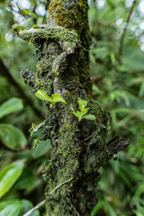green tree trunk with moss