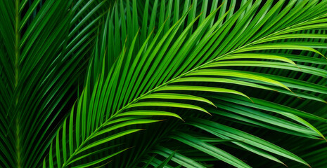 Stunning Palm Leaf Detail