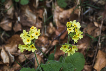 Summer Landscape – Scenic Views in Nature