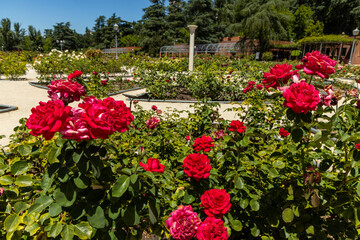 Rose Garden in Madrid. Botanical garden with different species of rare and common roses, inebriating scents. Rose arches, ponds and rose hedges accompany us on a floral journey. Love and beauty.