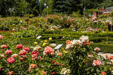 Rose Garden in Madrid. Botanical garden with different species of rare and common roses, inebriating scents. Rose arches, ponds and rose hedges accompany us on a floral journey. Love and beauty.