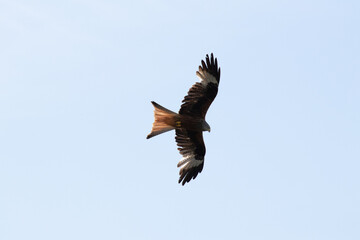 Moody Atmosphere at Lake Hallwil