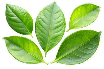 Obraz premium green leaves isolated on white background