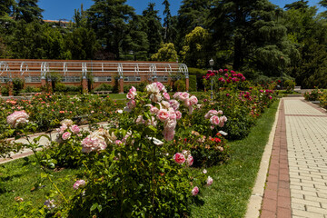 Fototapeta premium Rose Garden in Madrid. Botanical garden with different species of rare and common roses, inebriating scents. Rose arches, ponds and rose hedges accompany us on a floral journey. Love and beauty.