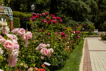 Rose Garden in Madrid. Botanical garden with different species of rare and common roses, inebriating scents. Rose arches, ponds and rose hedges accompany us on a floral journey. Love and beauty.