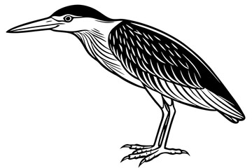 Fototapeta premium Stunning Black-crowned Night Heron Vector Design for Nature Lovers