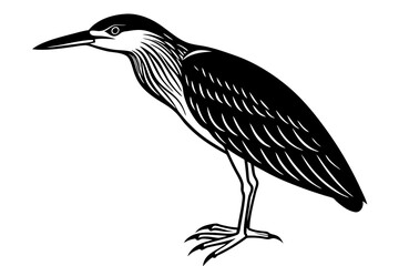 Fototapeta premium Stunning Black-crowned Night Heron Vector Design for Nature Lovers