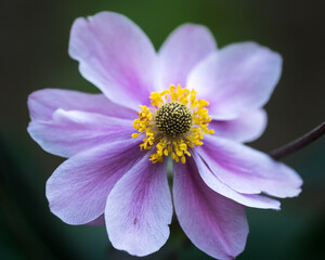 Fototapeta premium Flowers in Macro – A Close-Up View of Nature