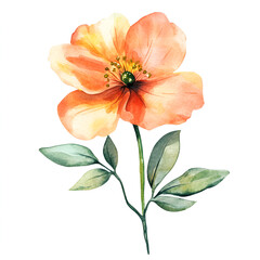 Orange flower watercolor clipart isolated