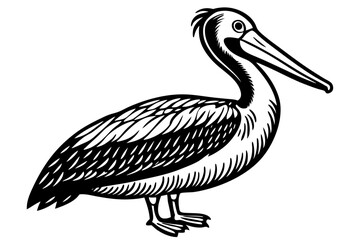 Fototapeta premium Brown Pelican Vector Illustration – High-Quality Digital Art