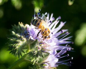 Bee on a Purple Flower – Nature's Pollinator in Focus