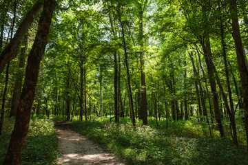 Obraz premium A trail in the woods in Mammoth Cave, Kentucky.