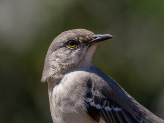 Close-up portrait of Northern mockingbird